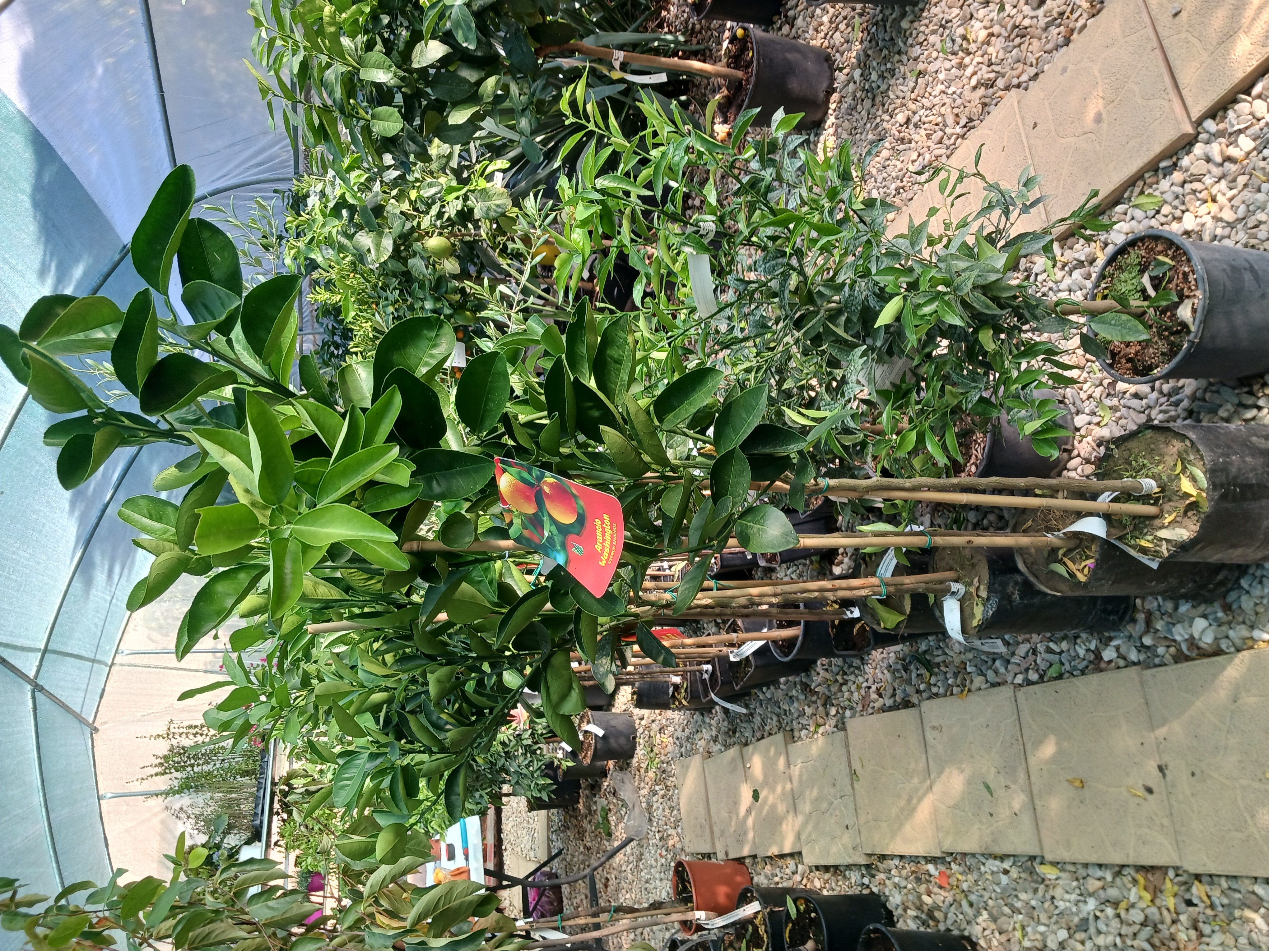 Portocal - Arancio Washington citrice