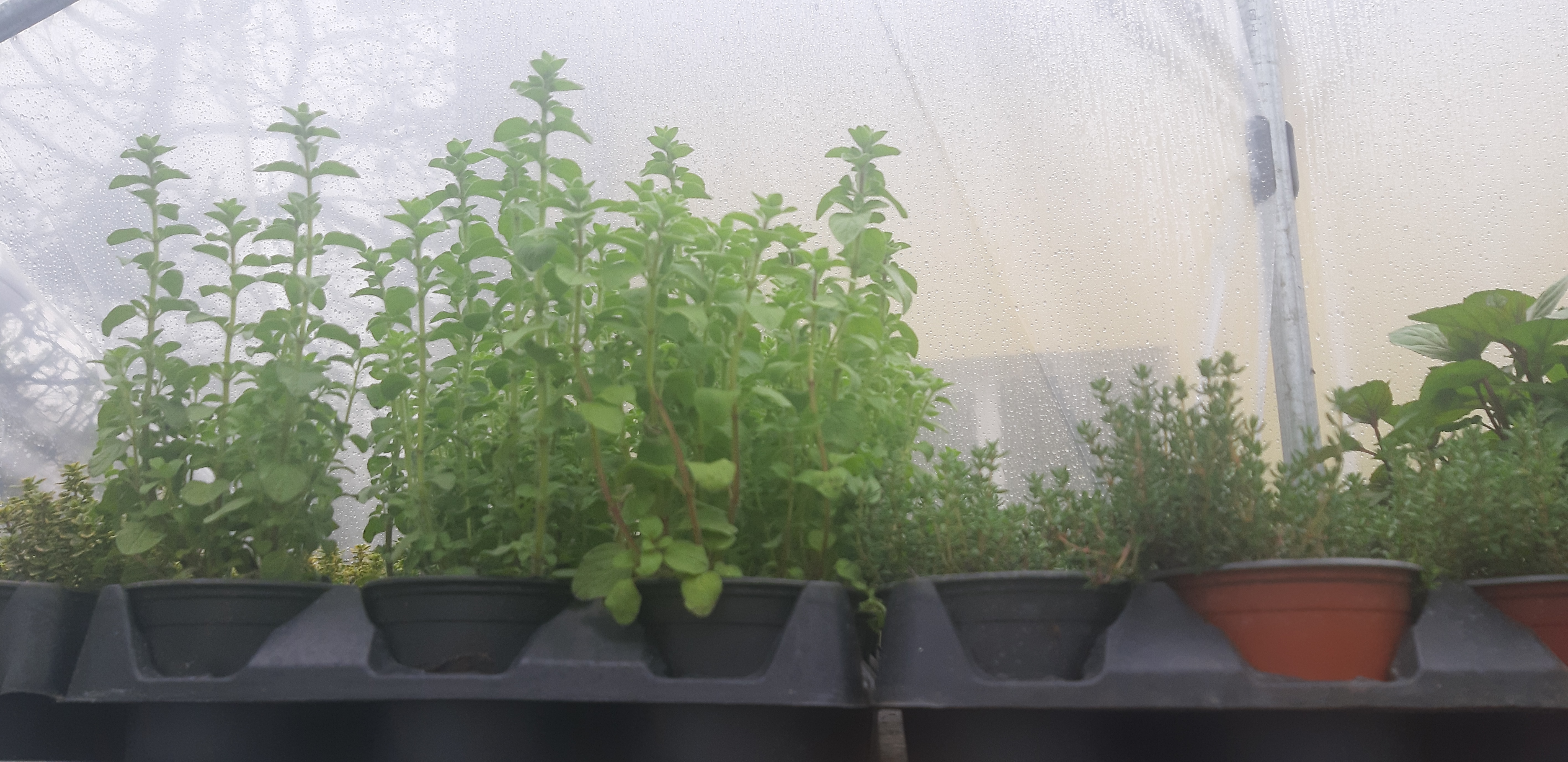 Plante aromate - Oregano, cimbru, rozmarin, menta 