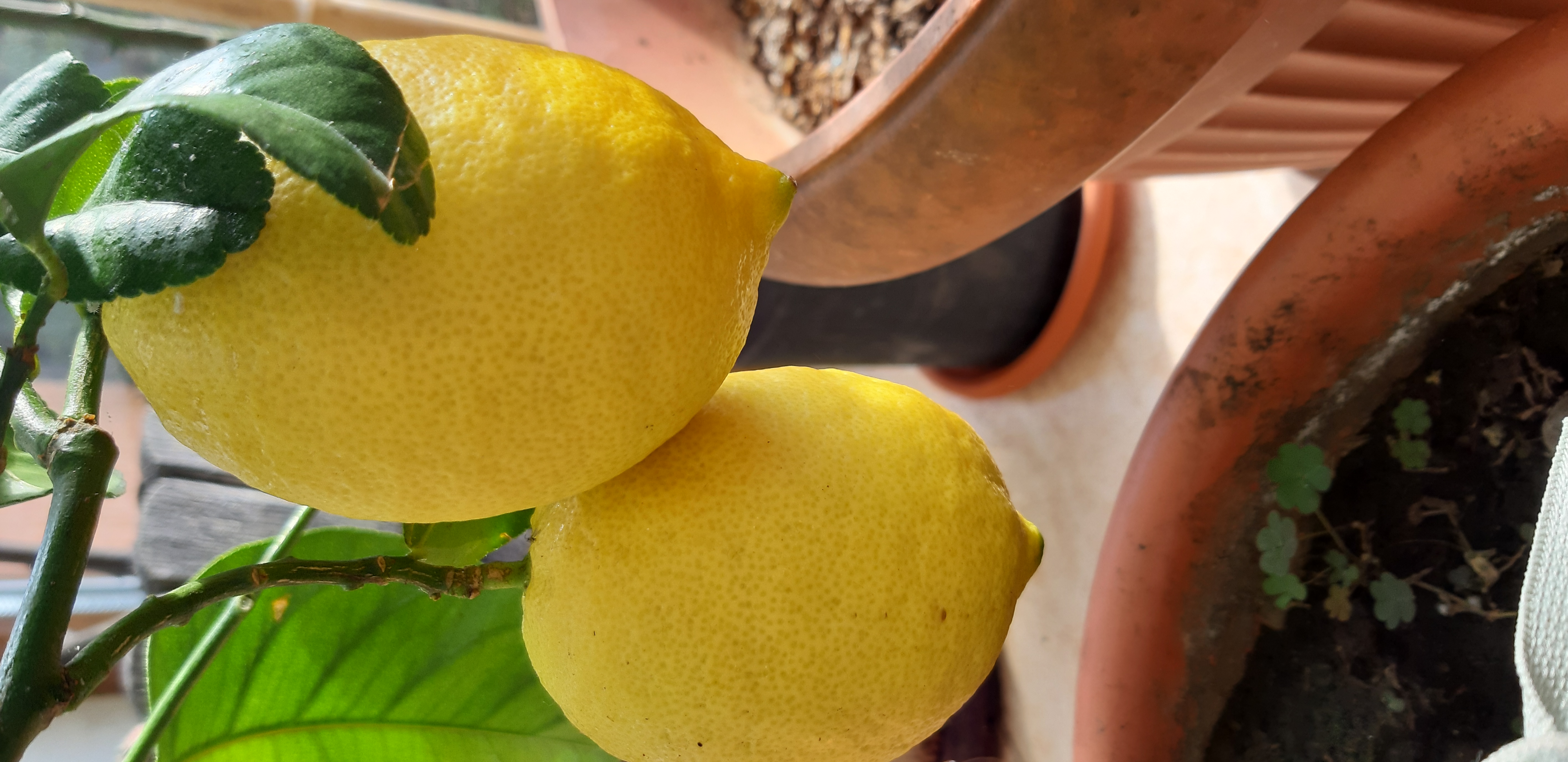 Lamai 4 anotimpuri inalt