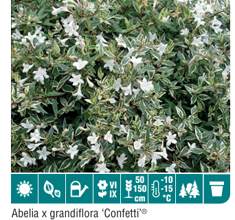 Abelia Grandiflora Confetti