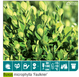 Buxus Microphylla Faulkner