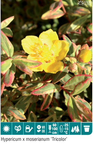 Hypericum Tricolor