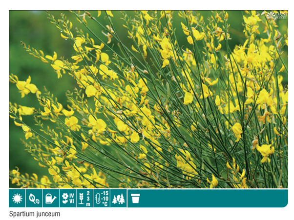 Spartium Juncem
