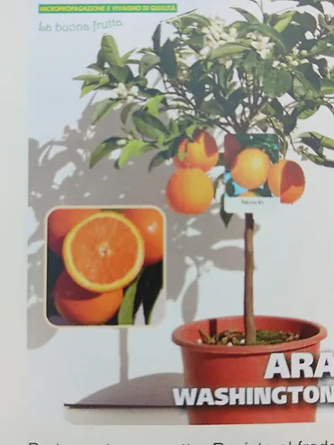 Portocal - Arancio NavelinaInalt