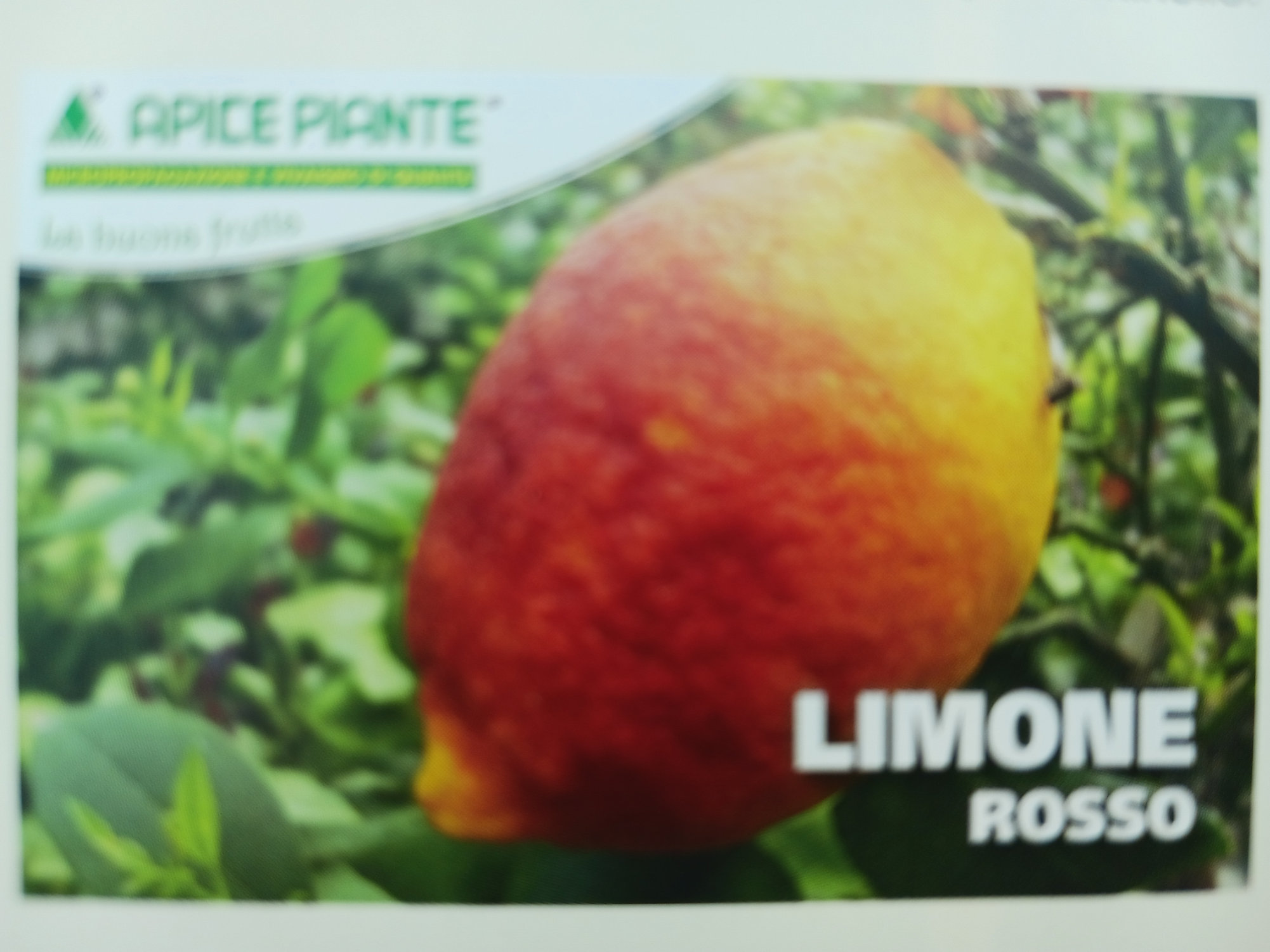 lamai-limone-rosa-2.jpg