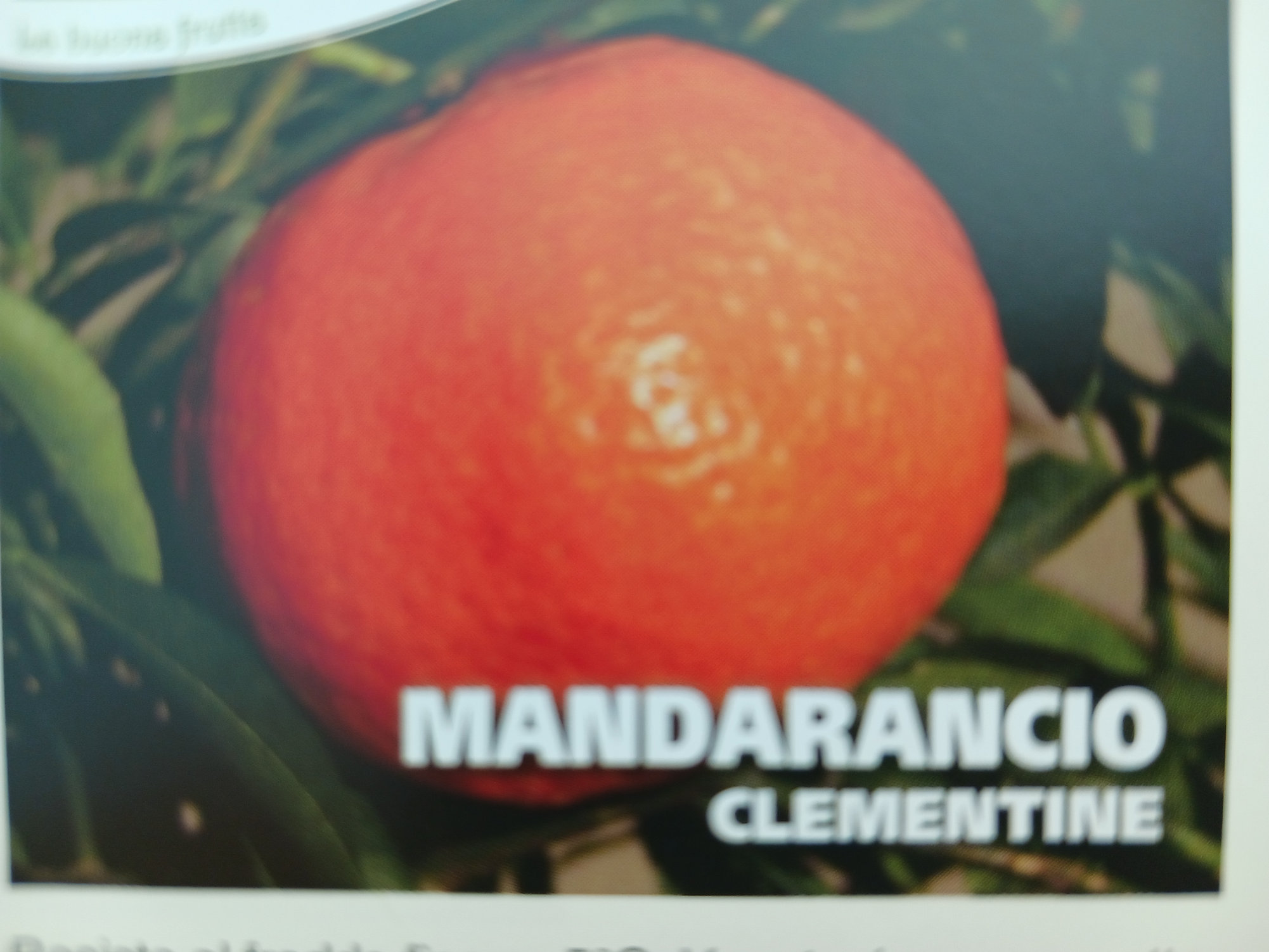 clementin-2.jpg