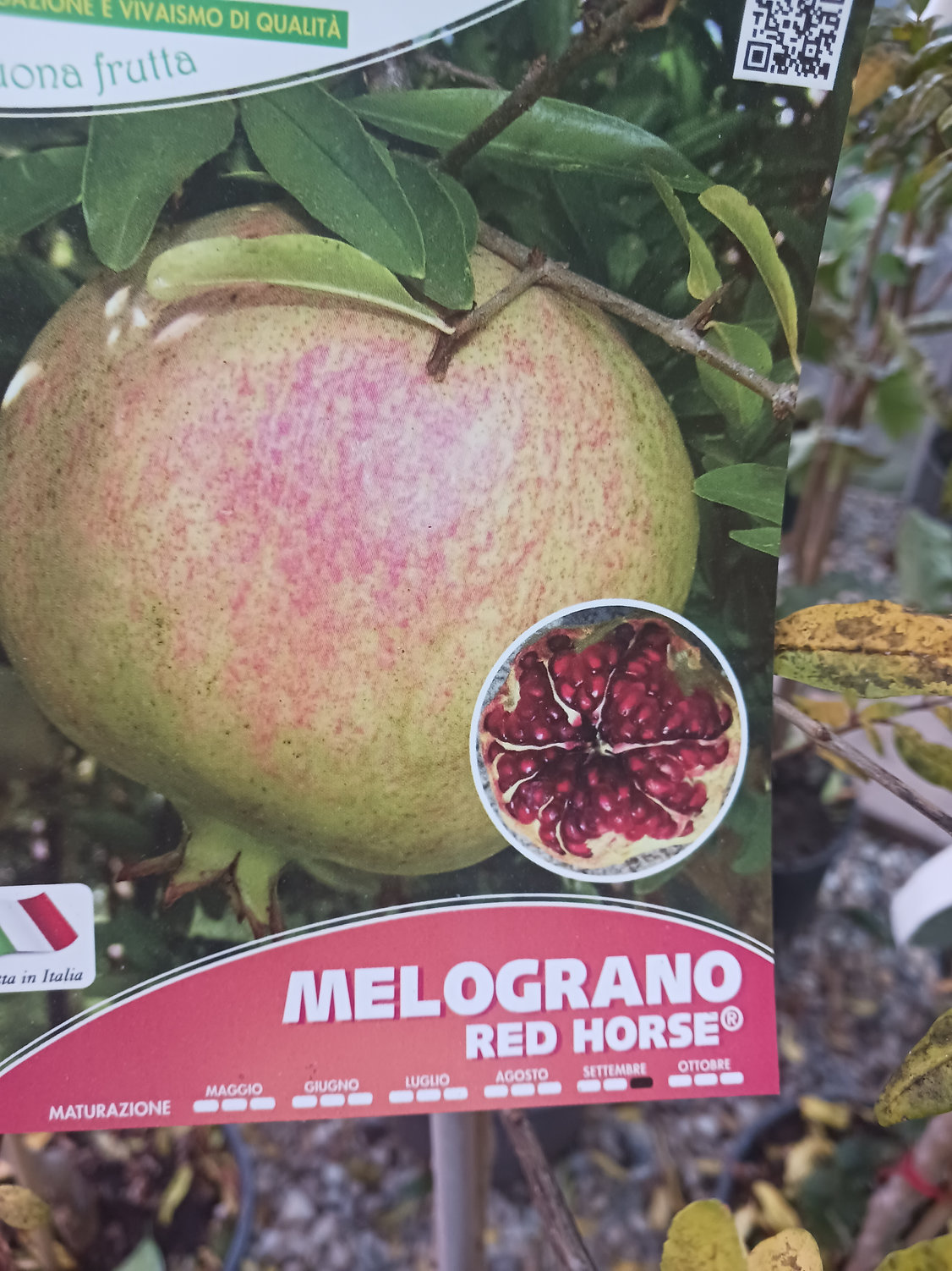 rodie-melograno-red-horse-2.jpg